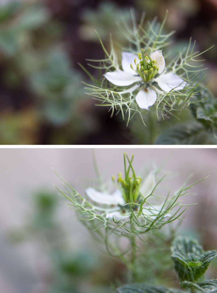 fiore sconosciuto